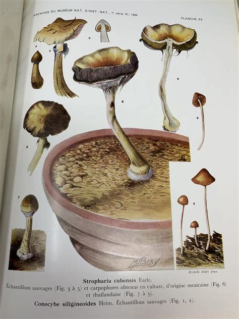 Nouvelles investigations sur les champignons hallucinogènes. - Rca universal remote instruction manual rcr312w.