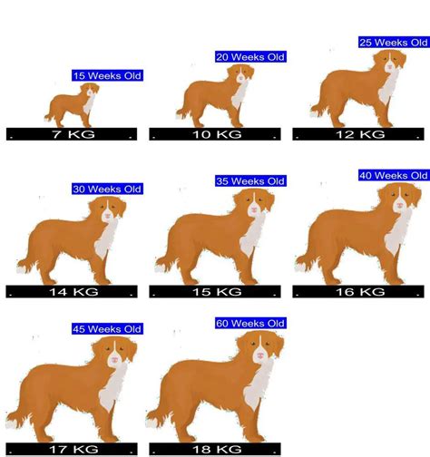 Nova Scotia Duck Tolling Retriever Growth Chart. Nova Scotia …