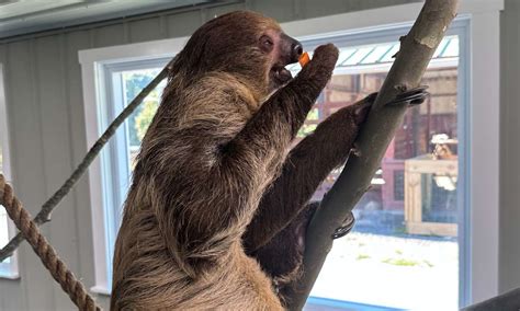 Nova Wild introduces two new two-toed sloths