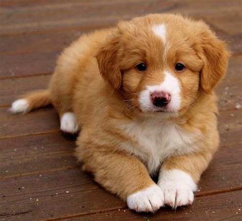 Nova scotia toller puppies. A Nova Scotia Duck Tolling Retriever puppy is likely to cost between $1,800 and $3,500 with the average price being $2,500. First-year expenses are around $5,020 and will be about $1,415/year (or $118/month) after that. Through the dog’s lifetime, the average cost of owning a Toller is $22,000. 