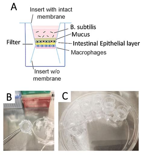 Novel 3D Flipwell system that models gut mucosal