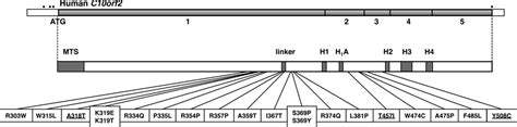 Novel mutation in C10orf2 associated with multiple …