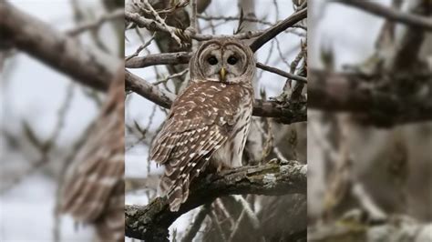November bird forecast: Do owls live in Austin?