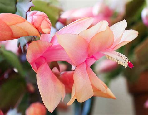 Novemberblomma