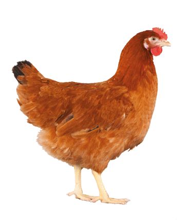Novogen rooster. The NOVOgen Brown is a Red Sex-Link. This particular breed has been developed in France, derived from a cross between Rhode Island Red and Leghorn genetics. The NOVOgen Brown is a brown egg-layer which produces a beautiful large to extra large dark brown egg. 