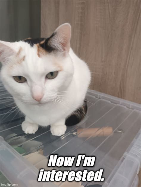 Now I'm interested in