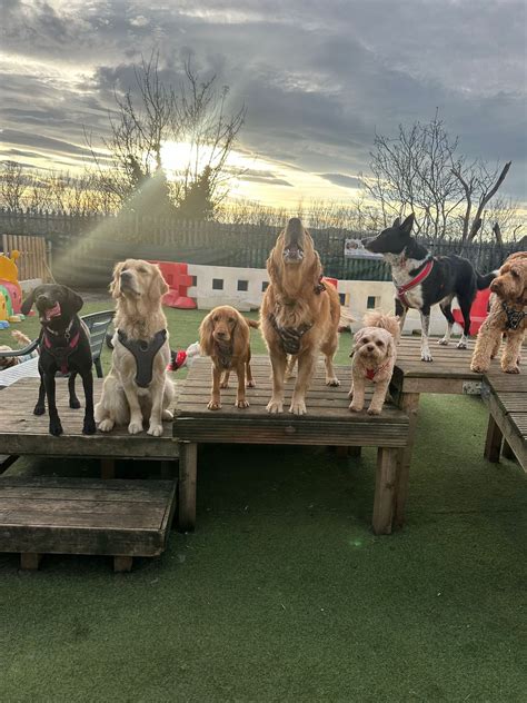 NDQ0 2024 Now Xxx Dogs 