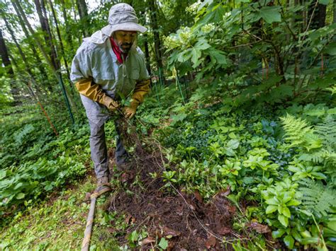 Her preliminary results indicate that a 9-degree Fahrenheit increase in soil temperature could accelerate poison ivy growth by 149%. “That’s just incredible,” Mohan said, as reported by ....