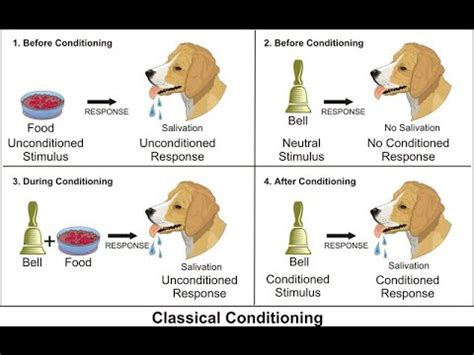 Download scientific diagram | 2: Pavlovian classical conditioning (UCS; un-conditioned stimulus, UCR; un-conditioned response, CS; conditioned stimulus, CR: .... 