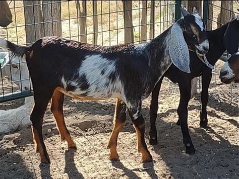 Nubian Bucking 3 mo old GOAT - farm & garden - by owner - sale