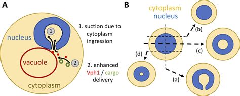 Nuclear ingression of cytoplasmic bodies accompanies a …