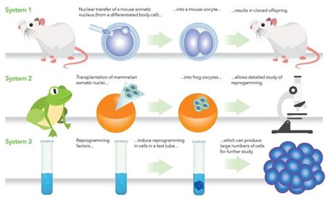 Nuclear reprogramming: From one cell type to another