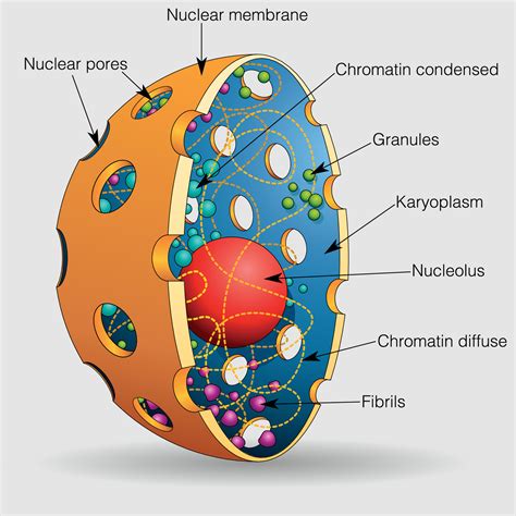 Nucleus