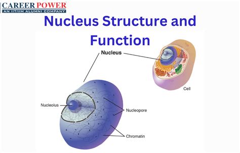 Nucleus Definition, Structure, Functions