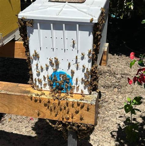 Nucs and Queens For Sale - ridgemeadery.com