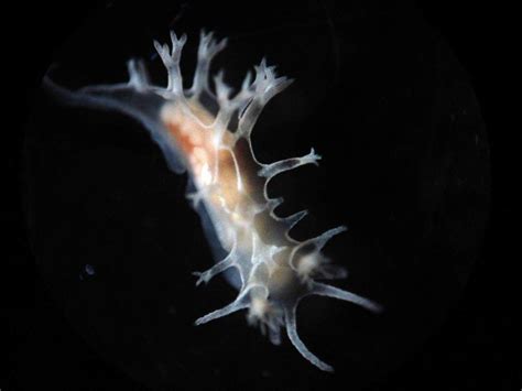 The first electrode was. . Nudified