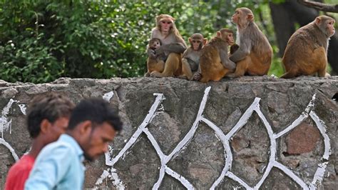 Nueva Delhi no quiere que sus monos arruinen el G20 y tiene un plan para lograrlo