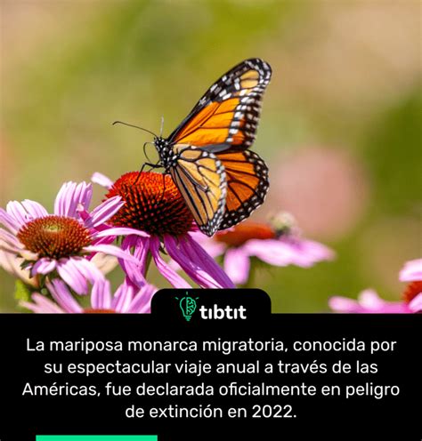 Nuevo hallazgo sobre la mariposa que viaja 15 000 kilómetros