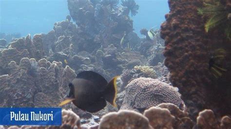 Nukori Leaks [HD] 211 Pics