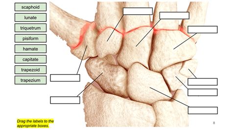 Number of bones in hands and feet