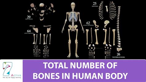 Number of bones in humans