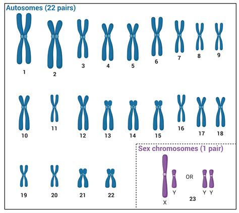 Number of chromosomes in humans