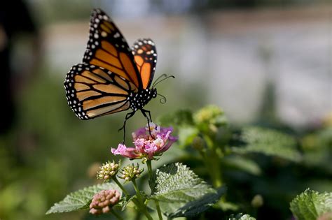Number of monarch butterflies migrating to Mexico for winter is on the decline