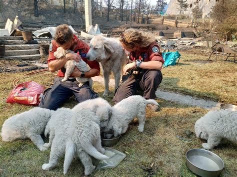 Numerous animals lost after devastating wildfire in Drammen.