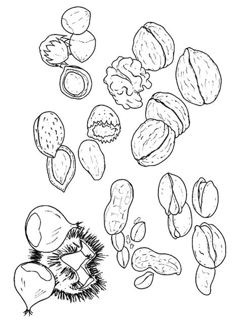 Nut Coloring Pages Coloring Pages