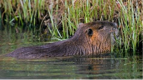 Nutria — Agricoltura, caccia e pesca