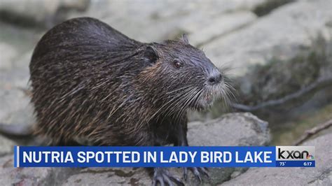 Nutria spotted in Lady Bird Lake — what is it?