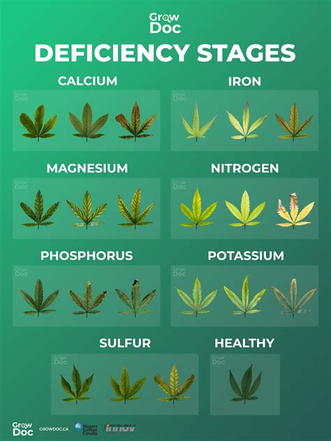 Nutrient Knowledge: Marijuana Plant Nutrient Deficiency & Excess …