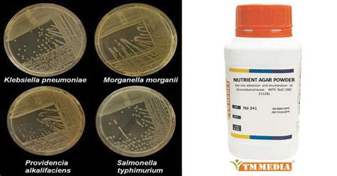 Nutrient agar.  AI generated definition based on: Basic Life Science Methods, 2023 Nutrient aga...
