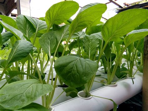 Nutrisi caisim hidroponik. .  <a href=https://hottage.ru/gbf1m/canteen-management-syst...