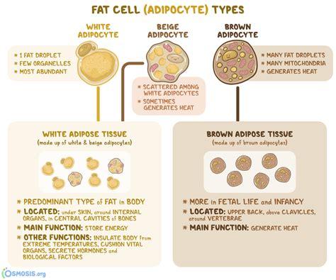 Nutrition In Sync on Instagram: "Adipose tissue, best known for its ...