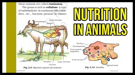 Nutrition in Animals - S4 Biology NBS Home School