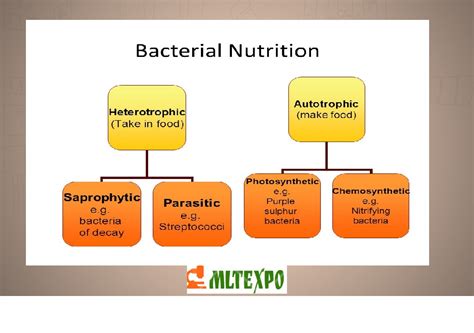 Nutritional Forms of Microorganisms (With Diagram) - Biology …