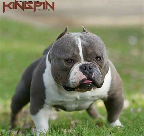 Nwg bullies. Welcome to NWG Bullies, An Exotic American Bully breeder located in Georgia. Exotic bully puppies for sale. SUMMER SALE!!! Click here for Puppies for sale Want a beautiful merle exotic puppy like this? Message us today! CLICK HERE TO ORDER NUVET http://www. nuvet .com/56359 Health and structure comes first at NWG Bullies but we don't stop there! 