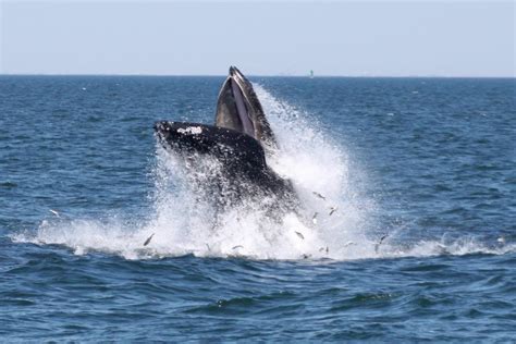 Nyc whale watching. 2498 Emmons Avenue • Sheepshead Bay, Brooklyn NY, New York, New York 11235 · whale watching in nyc! · Photo by American Princess Cruises on March 13, 2024. 