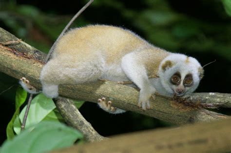 Nycticebus bengalensis, Bengal Slow Loris - ResearchGate