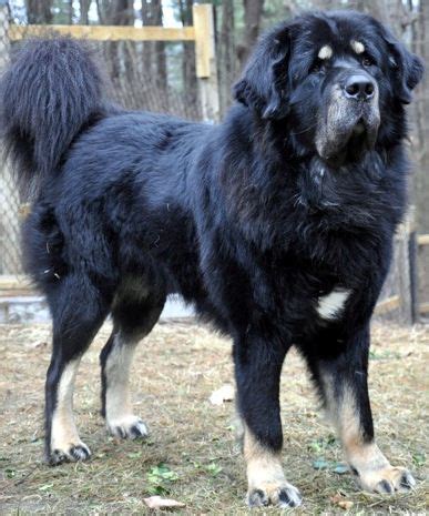 Nyingma Tibetan Mastiffs :-: Tibetan Mastiff Breeder :-: …