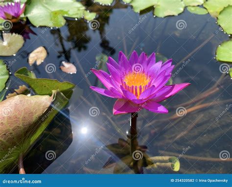 Nymphea Leaked 💋 [HD]