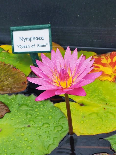 Nympheaa Leaks XXX 🍑