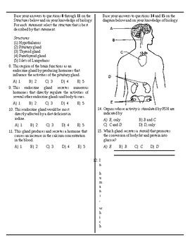 Nys Regent Questions On Endocrine System