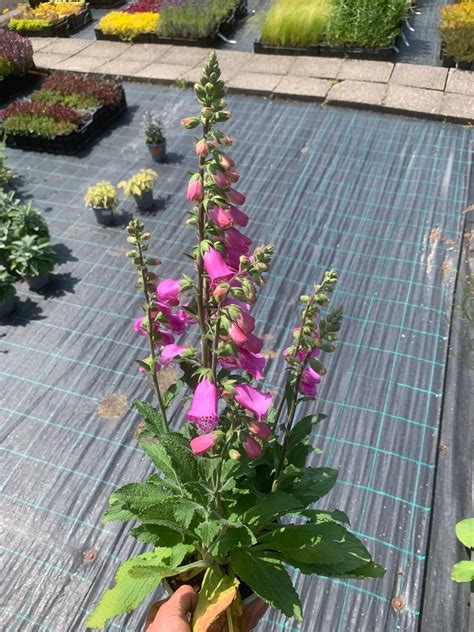 Nyusza Onlyfans Leak PORN 😈 47 Photos