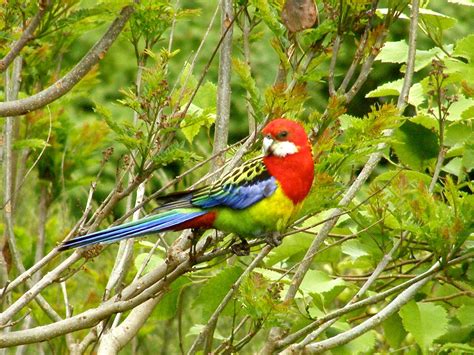 Nz birds. Learn about all 467 species of New Zealand birds, with images, audio, and conservation status. New Zealand Birds Online is a partnership between Te Papa, Birds New Zealand, and the Department of Conservation. 