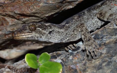 Nz gecko. .  <a href=https://mercers2.sociallyenterprise.com/assets/images/s3...