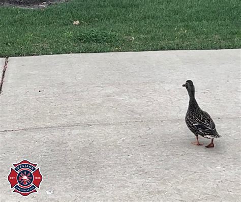O'Fallon firefighters rescue ducklings from a sewer
