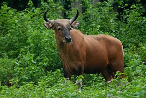 Ökologie und verhalten des banteng (bos javanicus) in java. - Beyond fear a toltec guide to freedom and joy the teachings of don miguel ruiz mary carroll nelson.