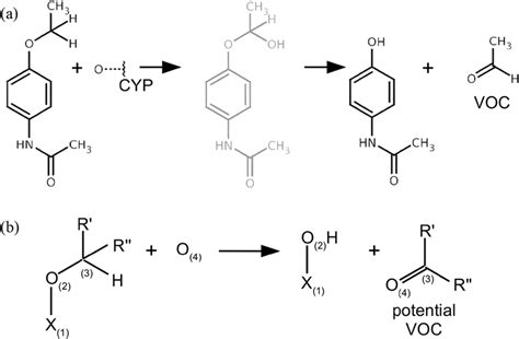 Oxidative degradations. (a) Exemplary O-dealkylation shown for the metabolic degradation of phenacetin by CYP1A2. The oxygen activated by the enzyme attacks next to the ether and forms an ...